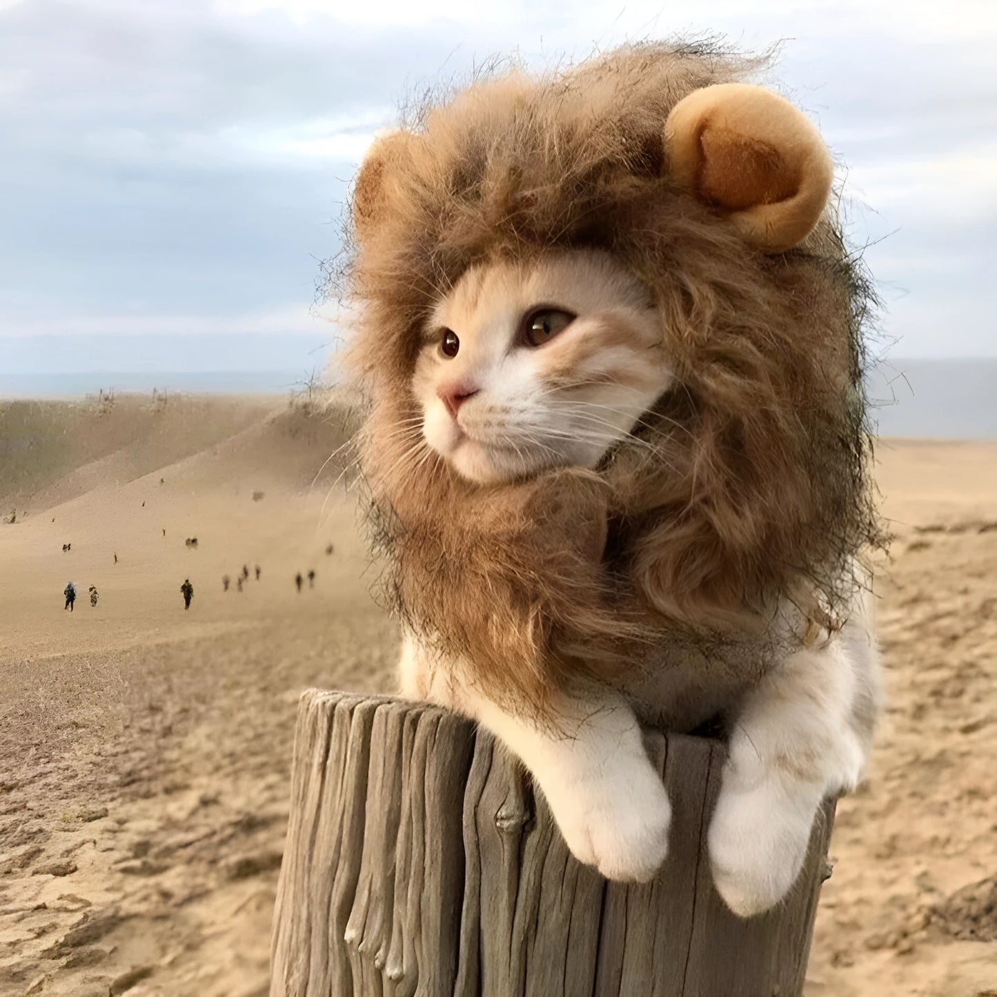 Lion mane costume wig for a cat or small dog on a white background, showing fluffy artificial hair and adjustable straps.