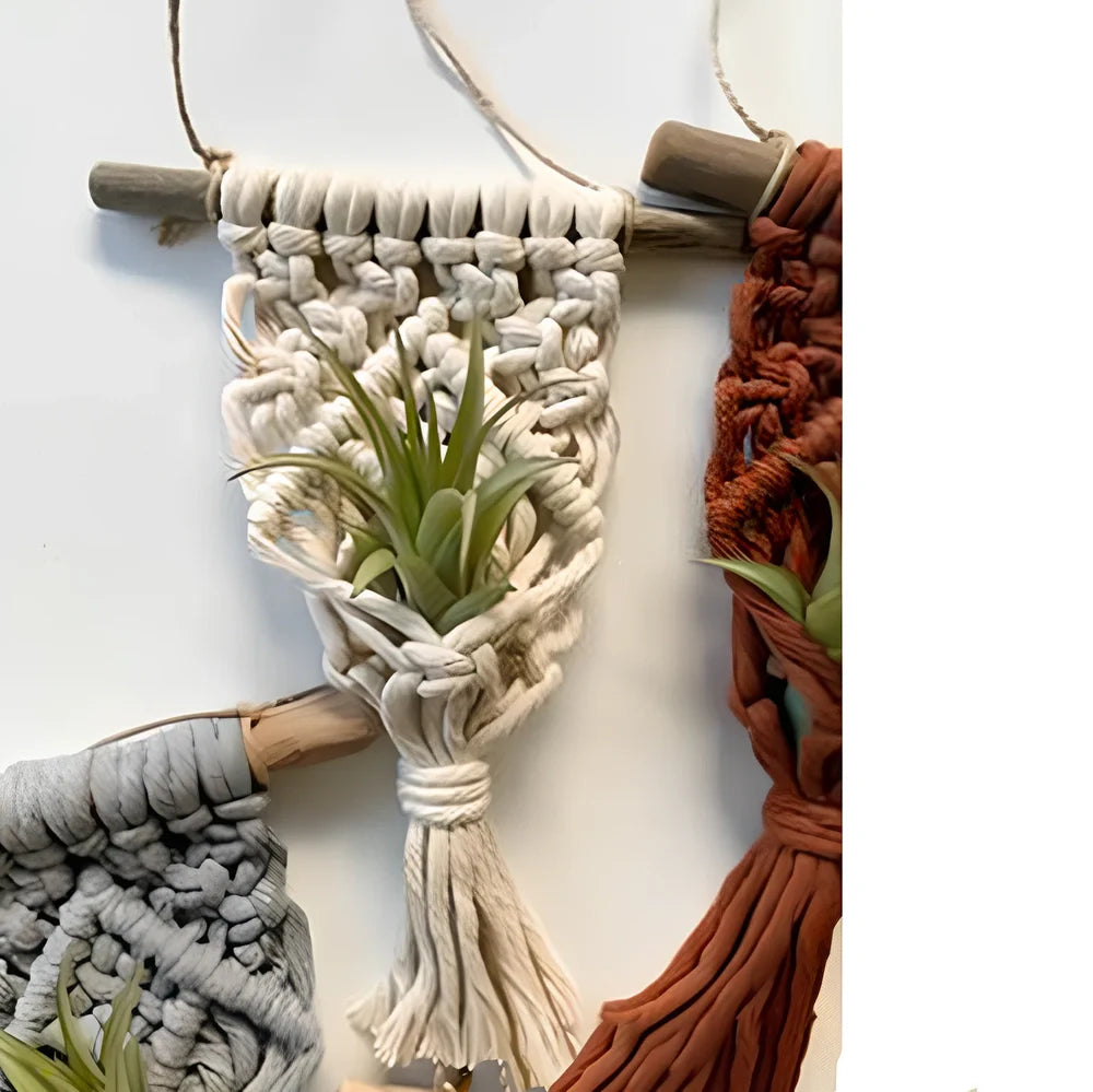 Hand-woven cotton macrame plant hanger with 15cm wooden basket displaying air plant