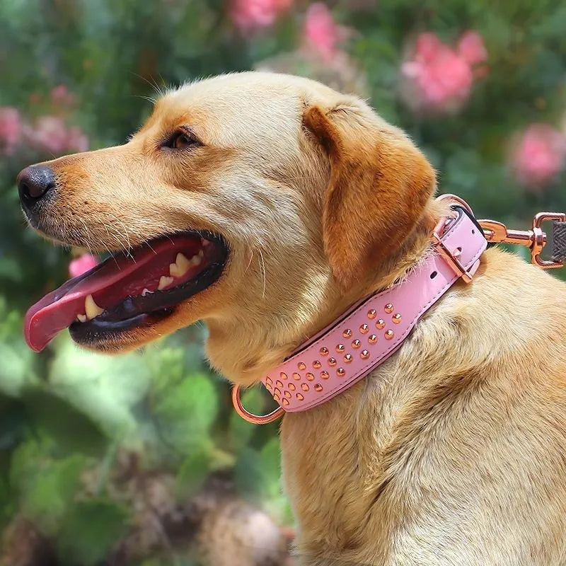 Leather dog collar with metal rivets in chocolate colour, showing rivet spacing and buckle detail
