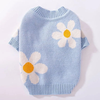 Small dog wearing a blue knitted polyester jumper for autumn and winter