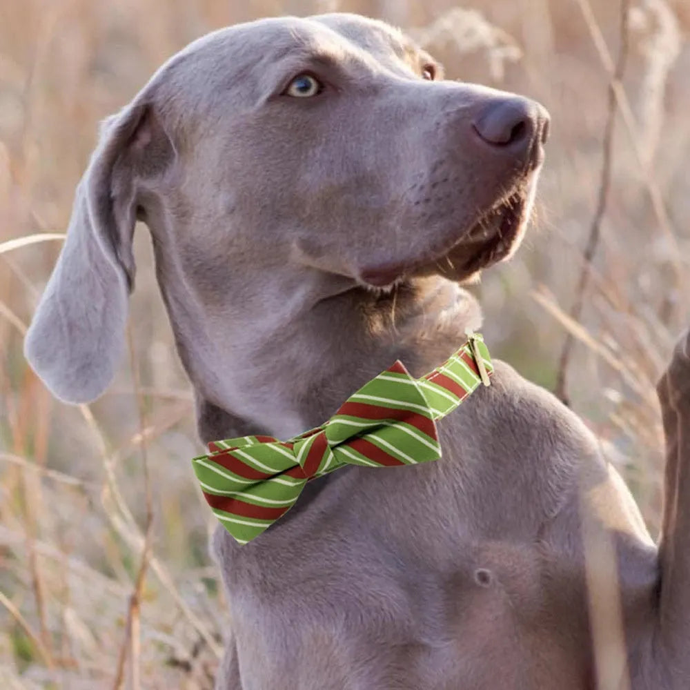 Striped green dog collar with decorative red bow knot showing custom engraving space for pet identification