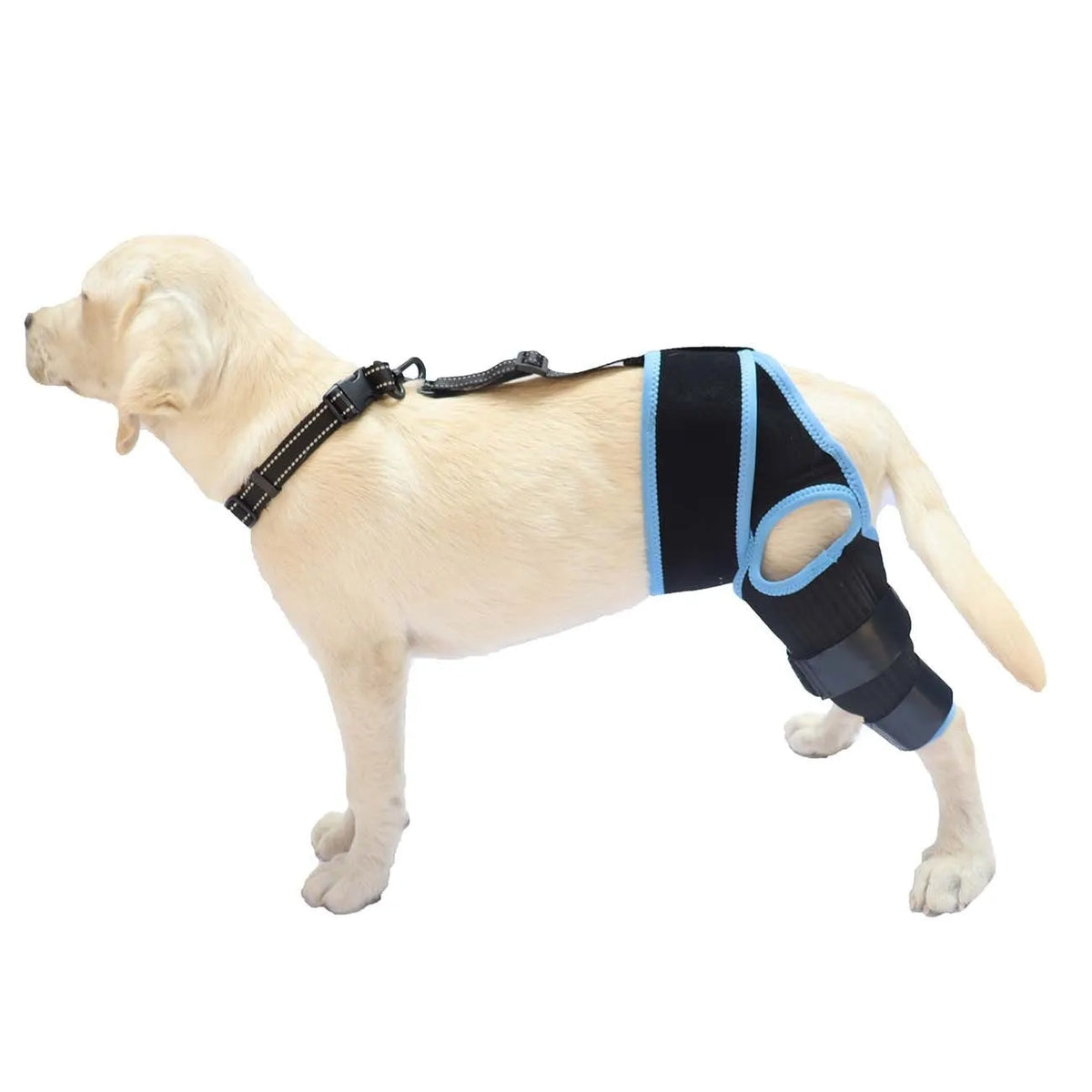 Neoprene dog hind leg knee brace assist strap in collar black colour with adjustable closure.