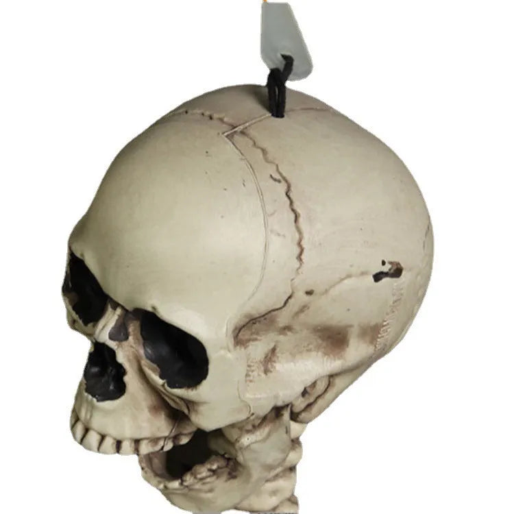 Plastic skeleton prop standing 170cm tall with detailed skull and articulated joints for anatomical study