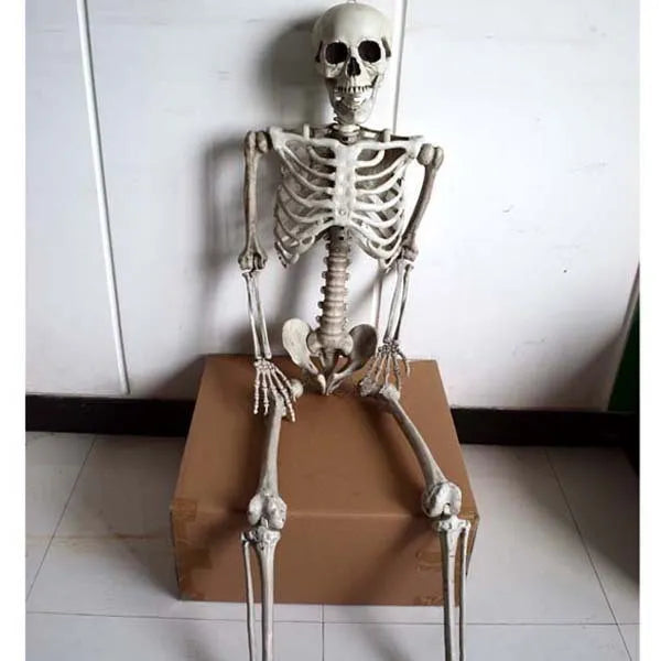 Plastic skeleton prop standing 170cm tall with detailed skull and articulated joints for anatomical study