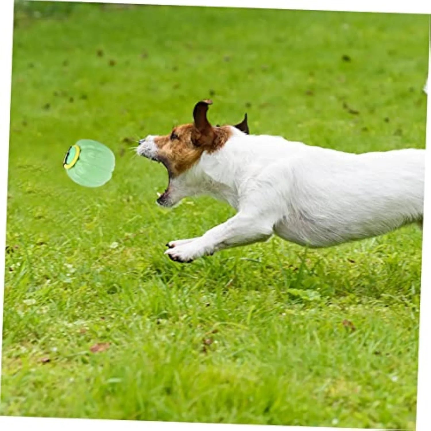 Halloween pumpkin shaped plastic dog chew ball with squeaker in orange colour