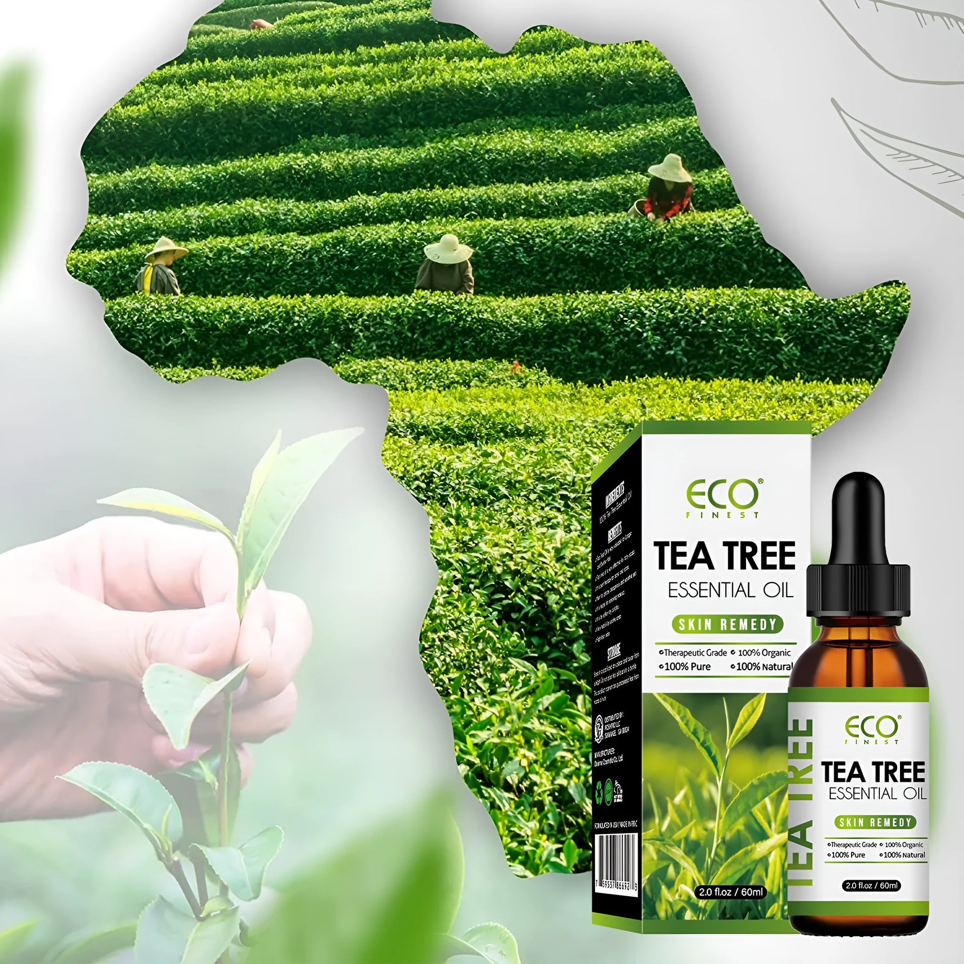 60ml bottle of pure tea tree essential oil for acne skincare and aromatherapy use