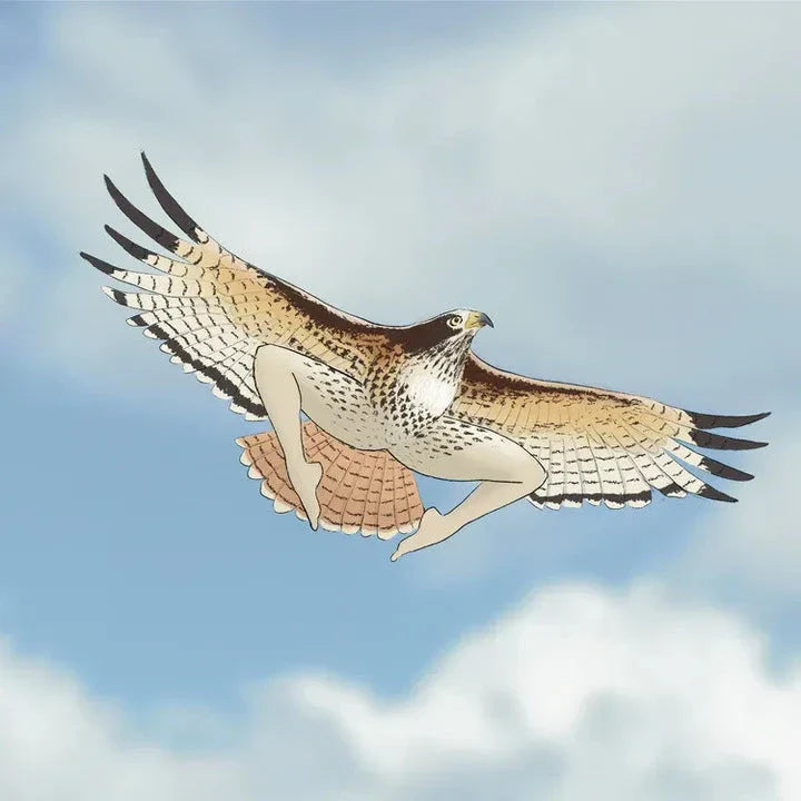 Elegant 2024 wall calendar featuring detailed illustrations of various bird species