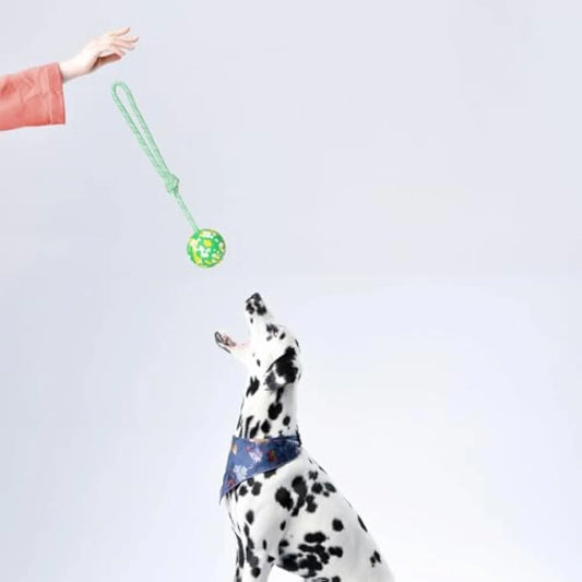 Dog ball on rope toy with solid natural rubber ball and nylon rope for interactive play