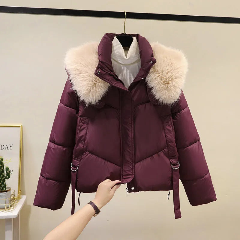 Women's short cotton-padded jacket with stand-up collar in claret, brown, black, or white colours