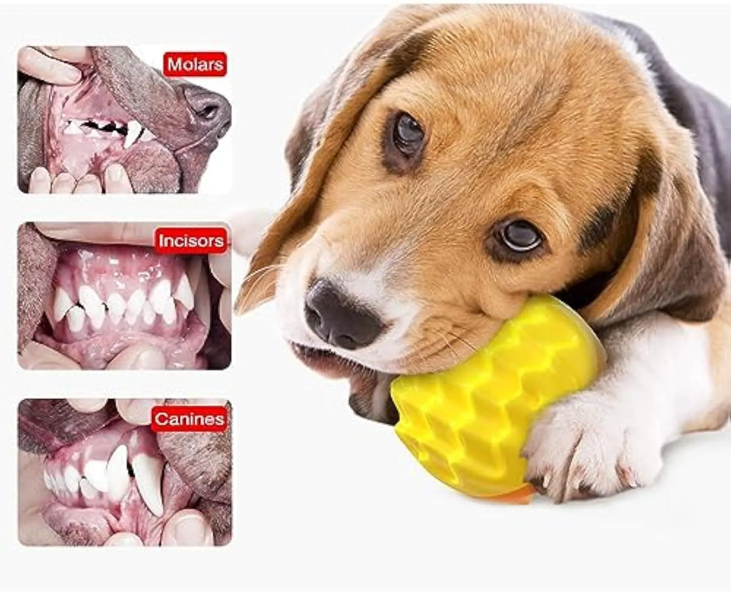 Blue and orange durable rubber squeaky dog ball with spiky texture for teeth cleaning