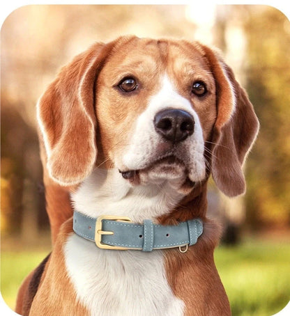 Double-layer leather dog collar with mohair lining in rose red, brown, and blue colours with matching lead