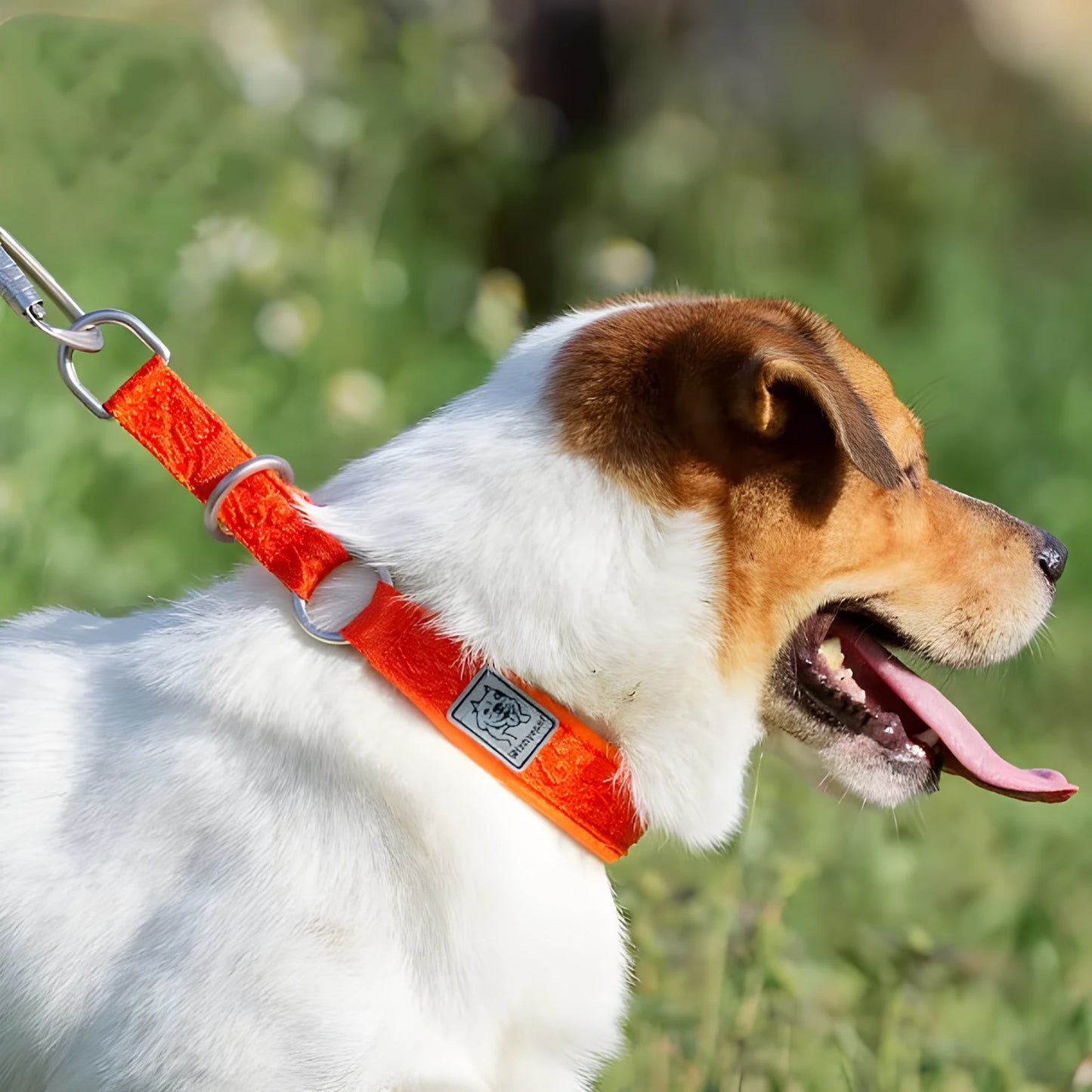 Nylon and aluminium alloy dog walking collar shown in army green colour, with sizing chart for dogs 2-70kg.