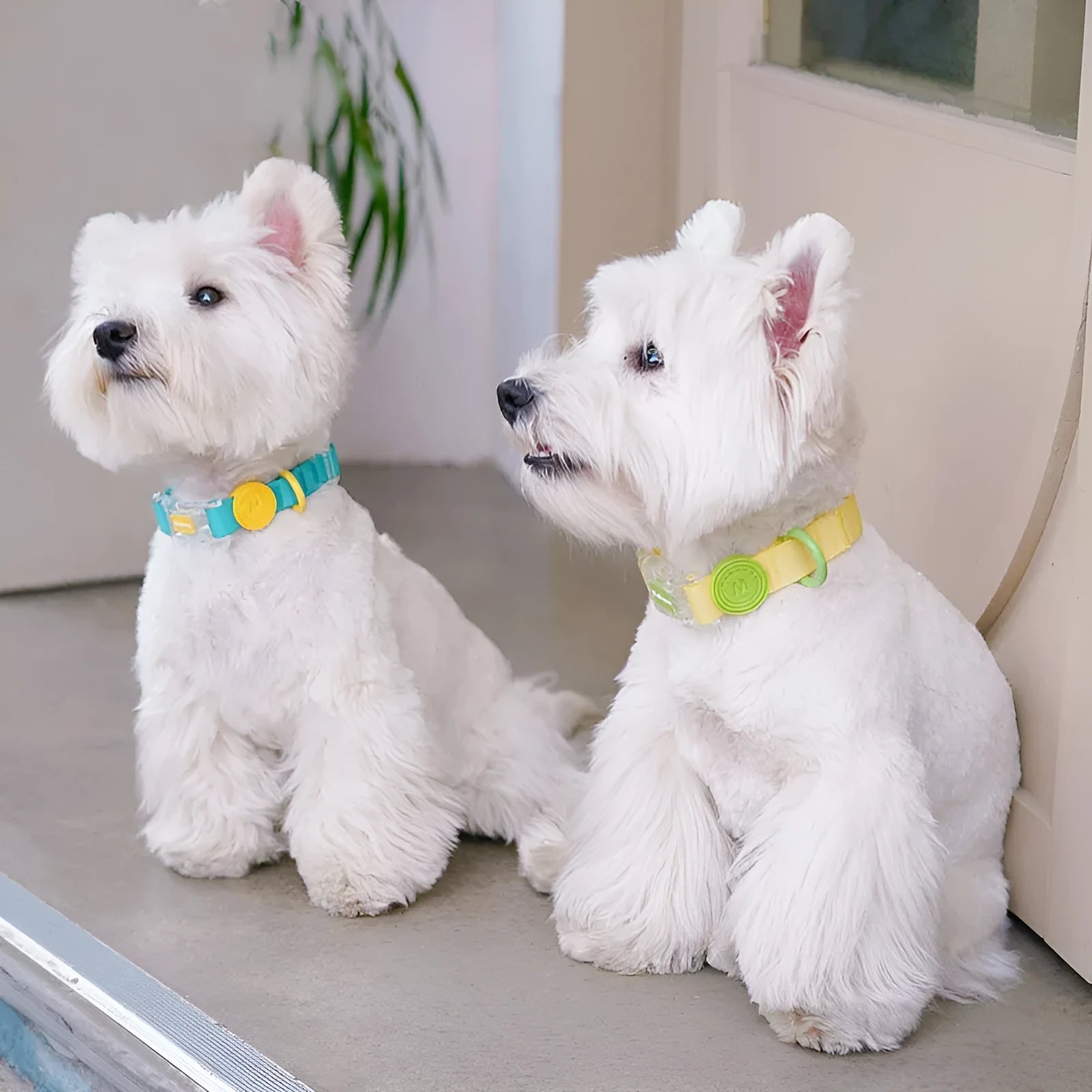 Nylon dog collar and hand holding rope in smoky gray, new green, lemon yellow, and rose pink colour options.