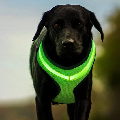 USB rechargeable LED dog harness in blue, red, or green with reflective safety features