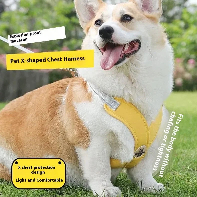 Adjustable pet vest with hand holding rope in blue, green, pink, or yellow colours