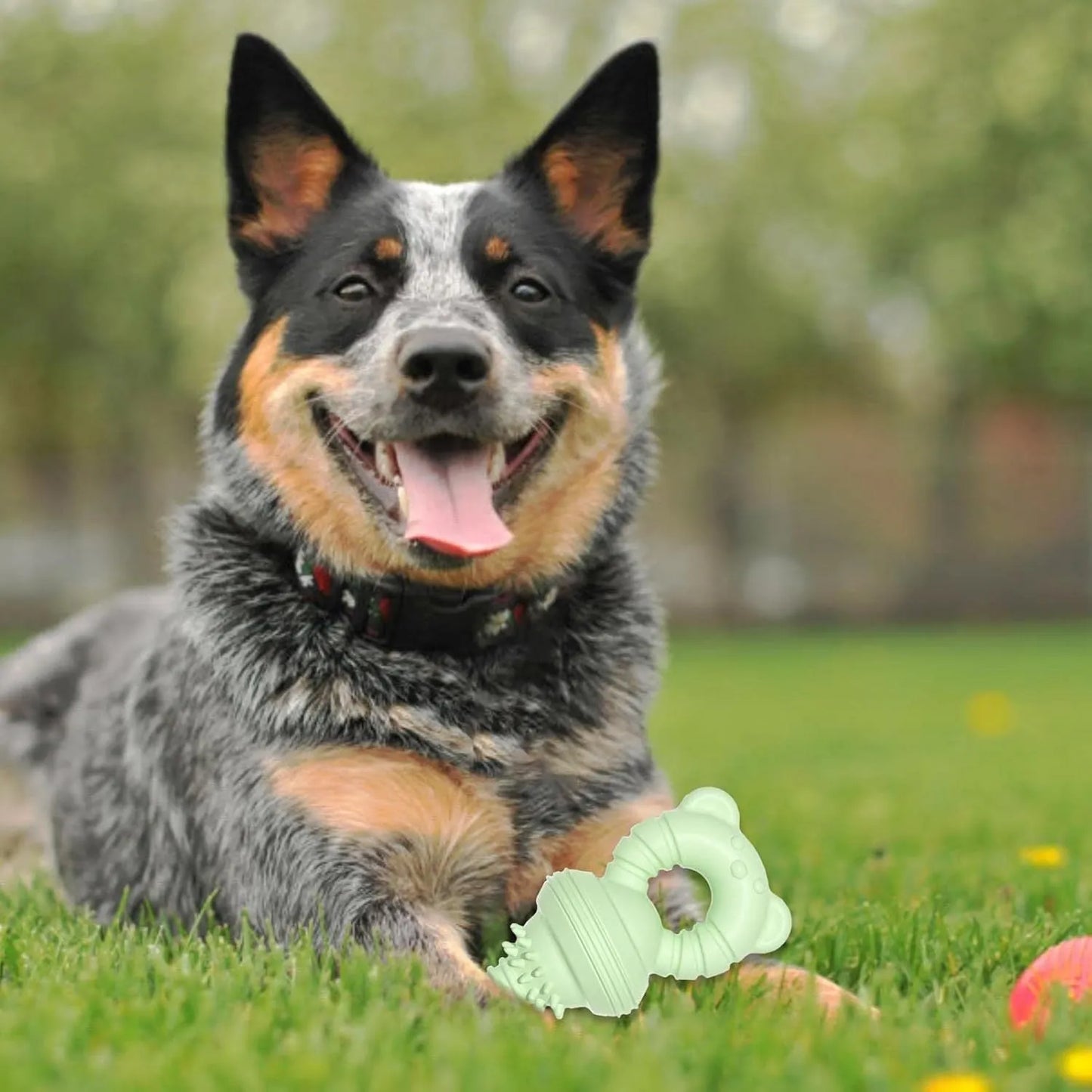 Blue molar clean teeth rubber dog chew toy with concave-convex design and bell, 13.5cm size