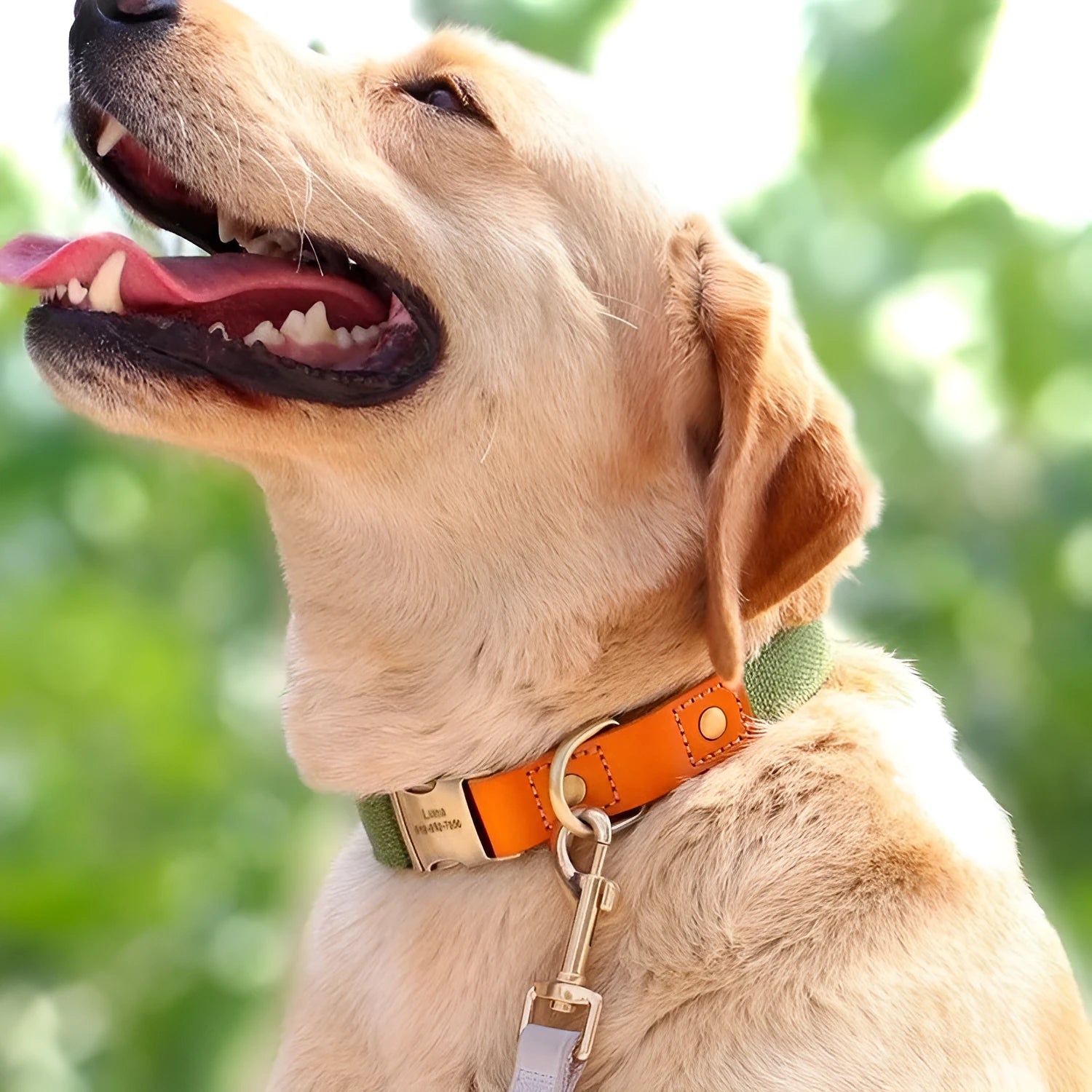 Small dog mohair collar and matching leash in muted green colour with lettering.