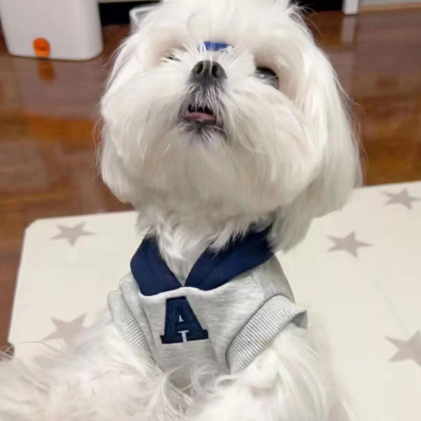 Blue and grey white slim-fit pet hoodie with reflective letters for dogs and cats.