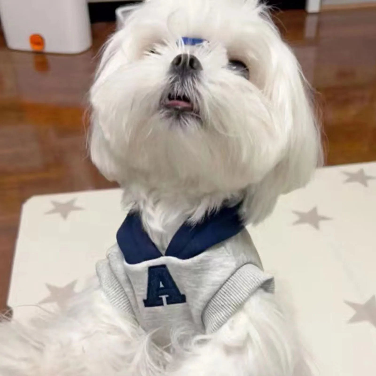 Blue and grey white slim-fit pet hoodie with reflective letters for dogs and cats.