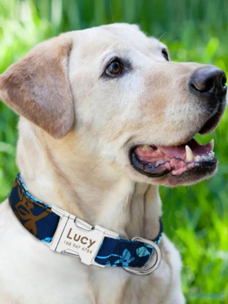 Adjustable dog collar available in three sizes for small, medium, and large dogs, featuring a classic nylon construction with a secure metal buckle in your choice of black, green, or rose red, suitable for everyday walks and training.