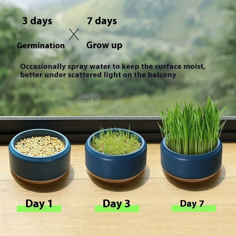 Blue hydroponic cat grass kit with growing cup and seed packets for indoor planting