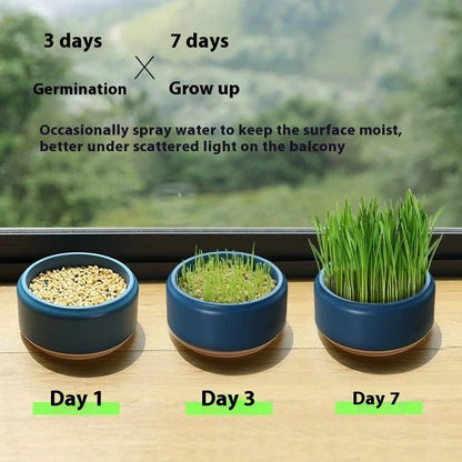 Blue hydroponic cat grass kit with growing cup and seed packets for indoor planting
