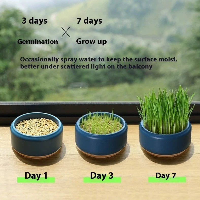 Blue hydroponic cat grass kit with growing cup and seed packets for soilless indoor planting
