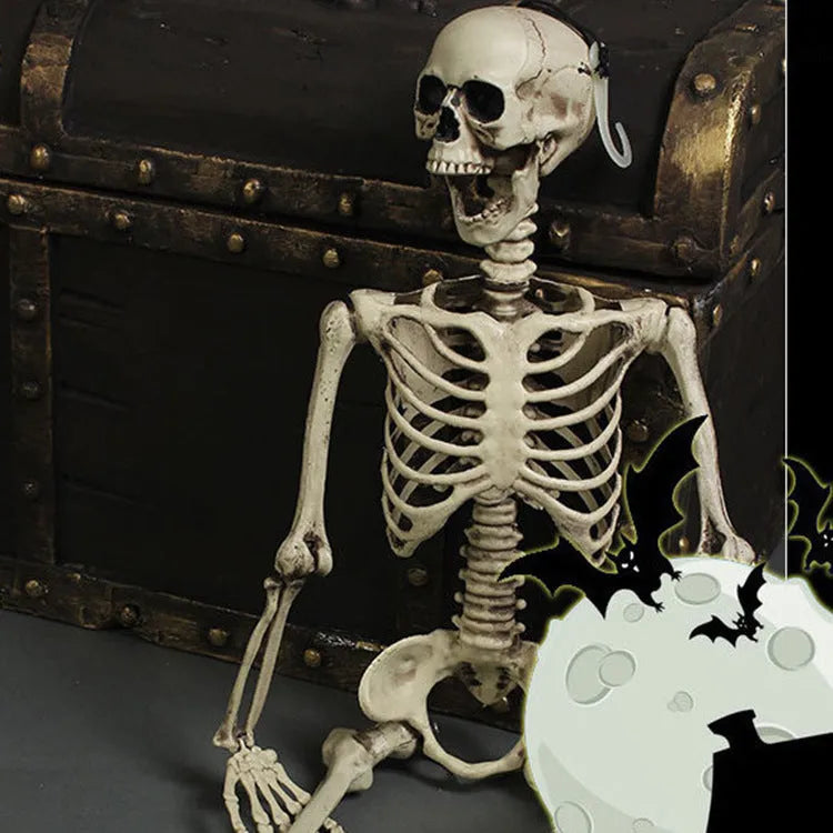 Plastic skeleton prop standing 170cm tall with detailed skull and articulated joints for anatomical study