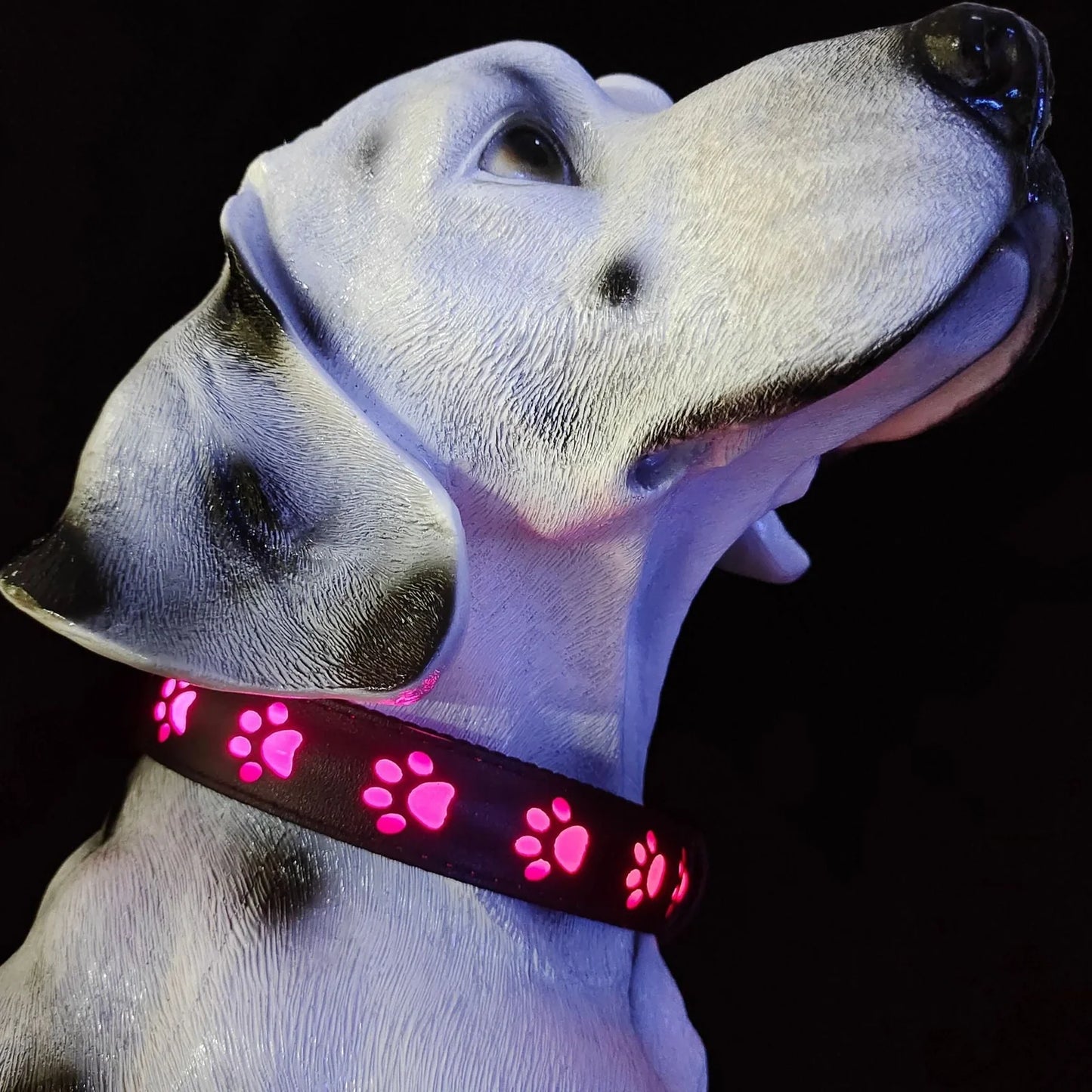 Black LED dog collar showing seven coloured lights with USB charging port visible