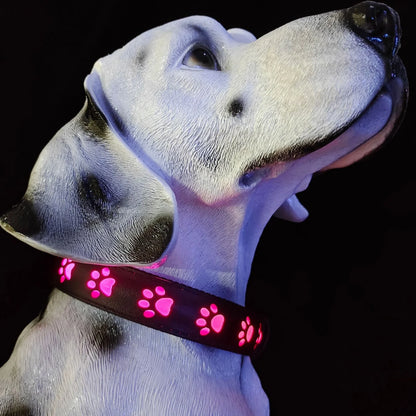Black LED dog collar showing seven coloured lights with USB charging port visible