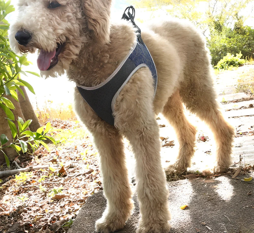 Polyester dog harness with adjustable chest strap in black colour showing buckle fastening system