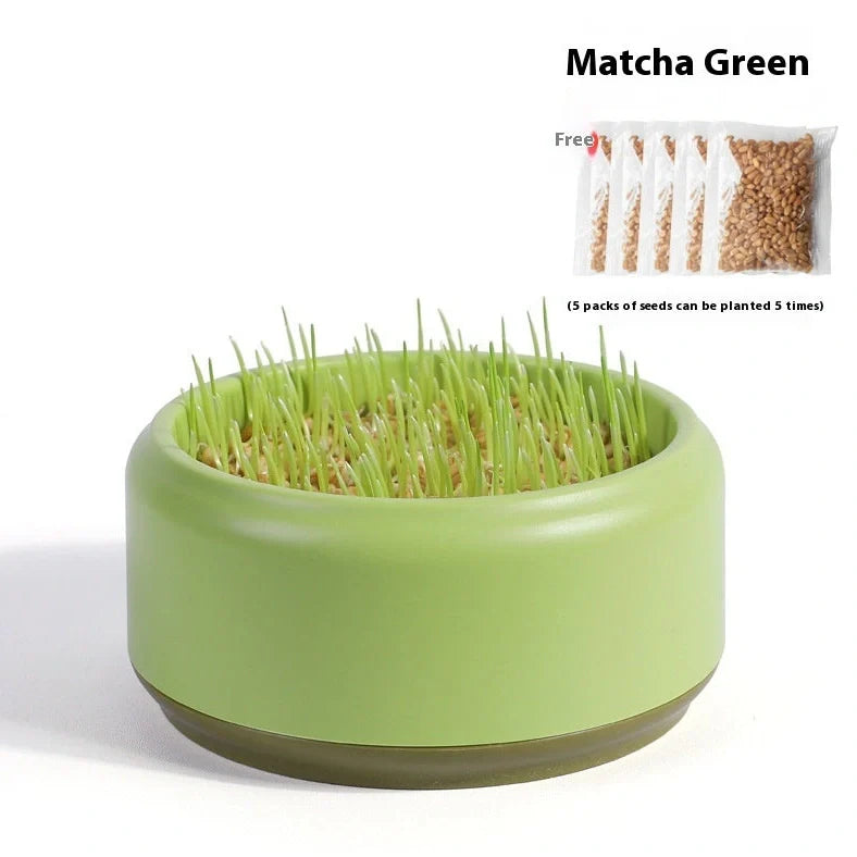 Potted Seeds Soilless Hydroponic Cat Grass: Grow Fresh Greens for Your Cat in 7 Days Without Soil Using 5 Seed Packs