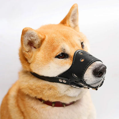 Black dog muzzle silencer for anti-barking and bite prevention on a medium-sized dog