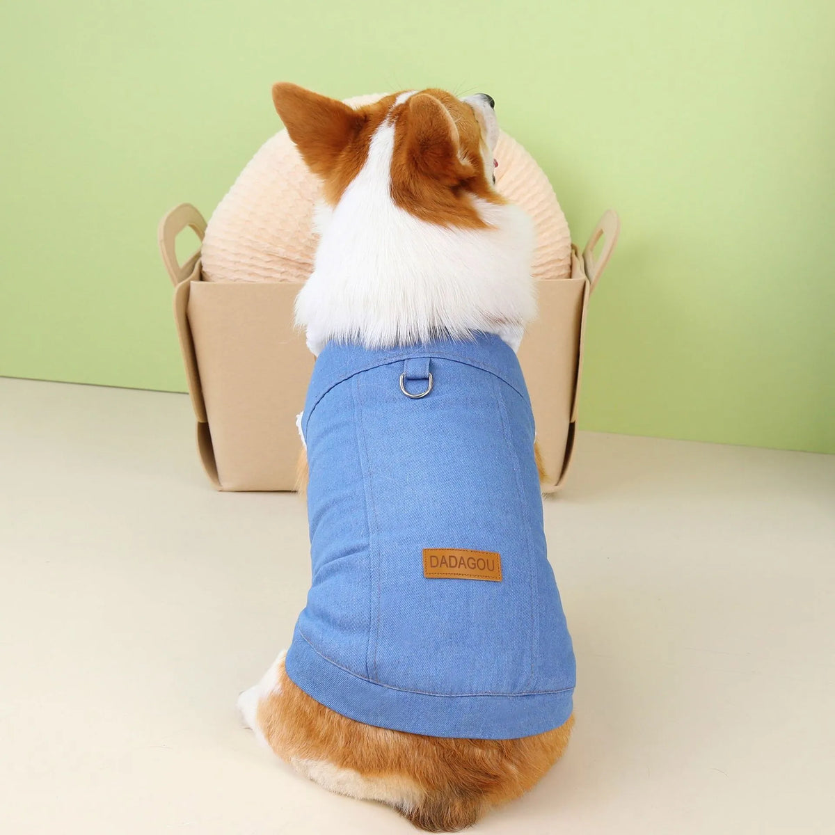 Dark blue denim cotton coat for corgi dog on mannequin, showing button front and full coverage design