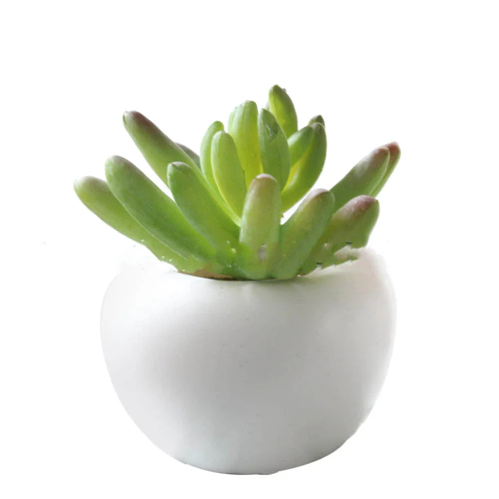 Lifelike artificial succulent fridge magnets with realistic silicone plants in various colors